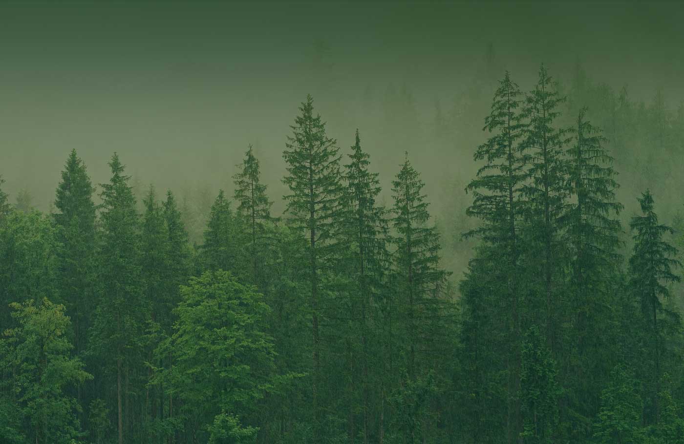Dense misty forest with tall evergreen trees