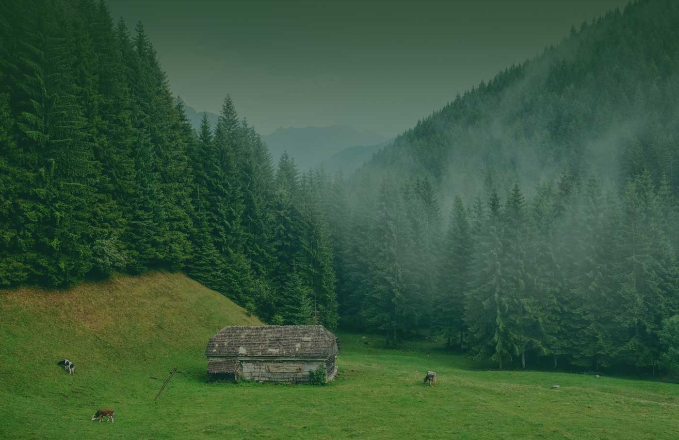 Serene mountain landscape with cabin and grazing cows